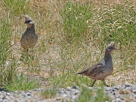 Scaled Quail (Callipepla squamata)