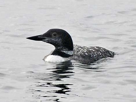 Common Loon (Gavia immer)