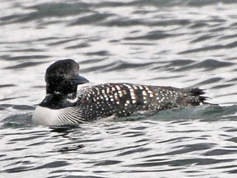 Common Loon (Gavia immer)