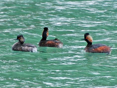 Eared Grebe (Podiceps nigricollis)