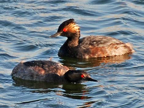 Eared Grebe (Podiceps nigricollis)