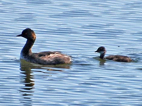 Eared Grebe (Podiceps nigricollis)