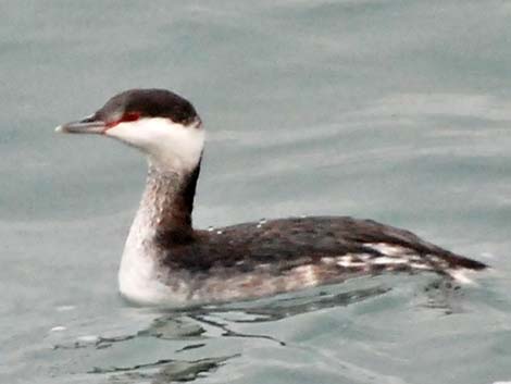 Horned Grebe (Podiceps auritus)