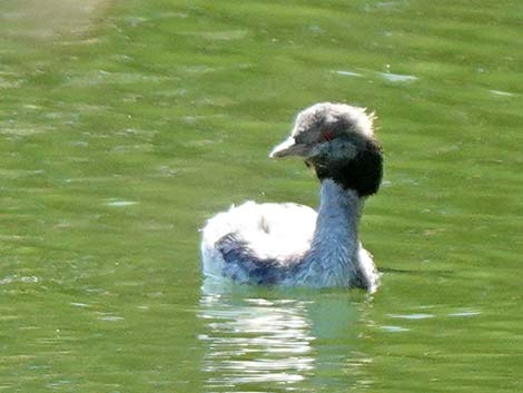 Horned Grebe (Podiceps auritus)