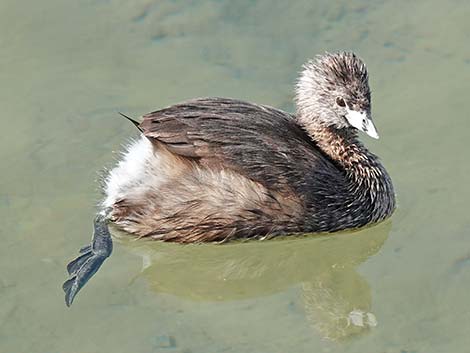 Pied-billed Grebe (Podilymbus podiceps)