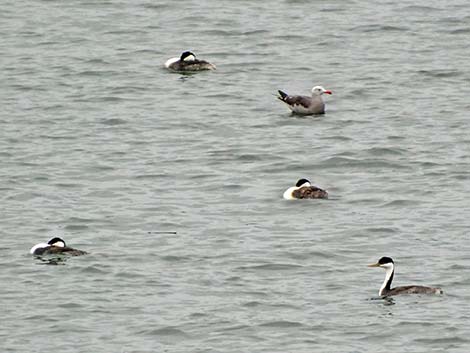 Western Grebe (Aechmophorus occidentalis)