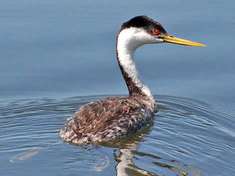 Western Grebe (Aechmophorus occidentalis)