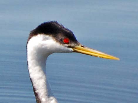 Western Grebe (Aechmophorus occidentalis)