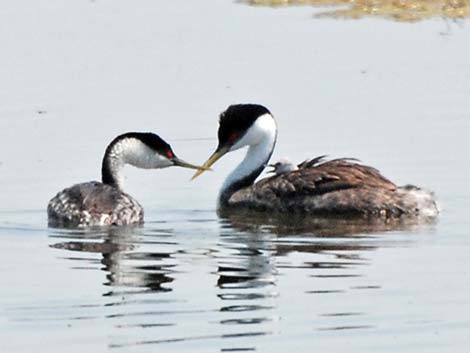 Western Grebe (Aechmophorus occidentalis)