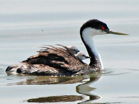 Western Grebe (Aechmophorus occidentalis)