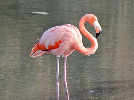 American Flamingo (Phoenicopterus ruber)