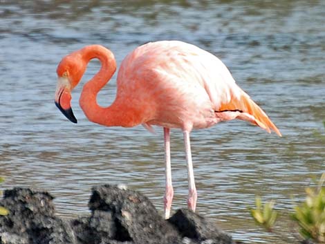 American Flamingo (Phoenicopterus ruber)