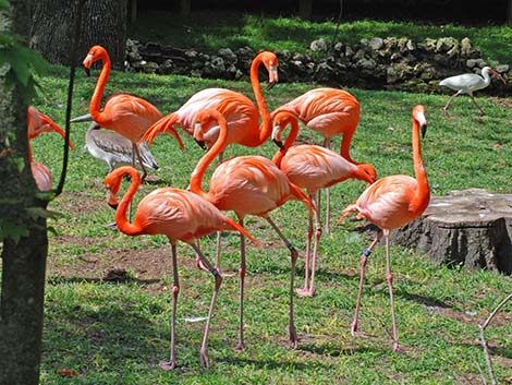 American Flamingo (Phoenicopterus ruber)