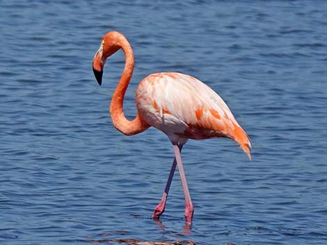 Phoenicopteriformes (Flamingo)