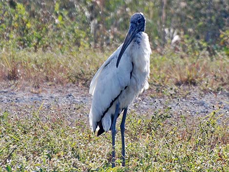 Wood Stork (Mycteria americana)