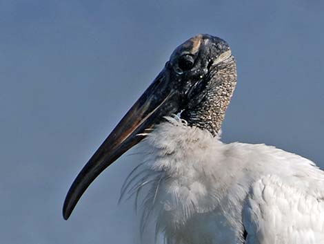 Wood Stork (Mycteria americana)