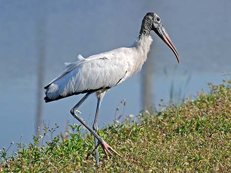 Wood Stork (Mycteria americana)