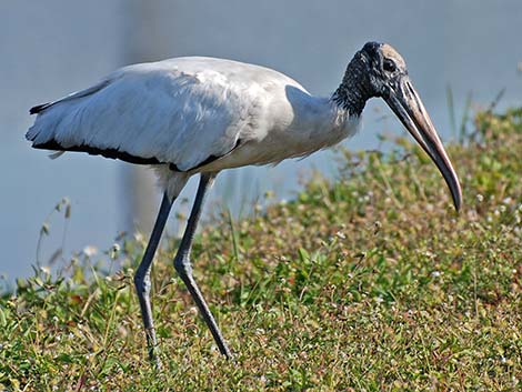 Wood Stork (Mycteria americana)