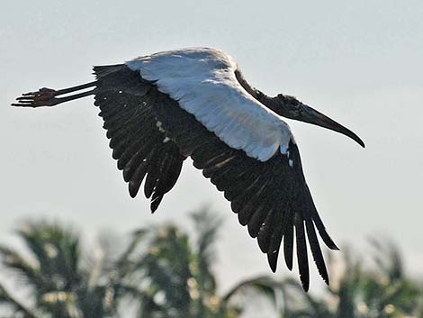 Wood Stork (Mycteria americana)