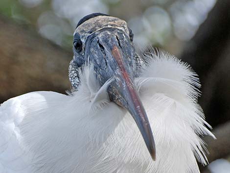 Wood Stork (Mycteria americana)