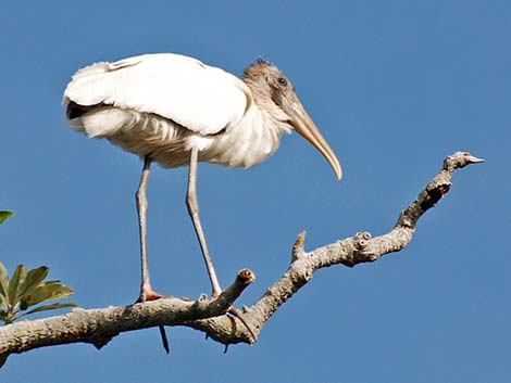 Wood Stork (Mycteria americana)