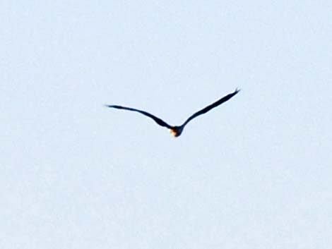 Magnificent Frigatebird (Fregata magnificens)