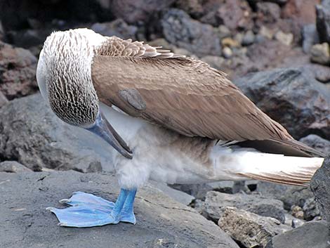 Blue-footed Booby (Sula nebouxii)