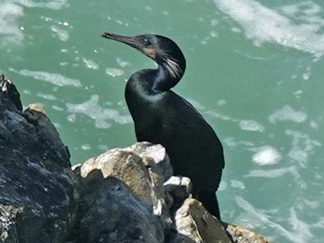 Brandt's Cormorant (Phalacrocorax penicillatus)