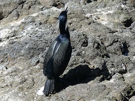 Brandt's Cormorant (Phalacrocorax penicillatus)