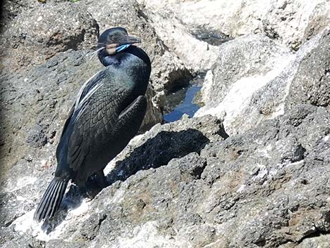 Brandt's Cormorant (Phalacrocorax penicillatus)