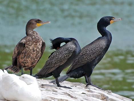 Pelecaniformes - Pelicans, Cormorants