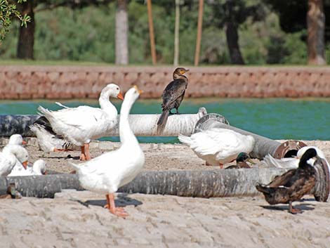 Double-crested Cormorant (Phalacrocorax auritus)