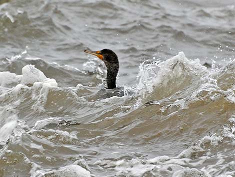 Double-crested Cormorant (Phalacrocorax auritus)