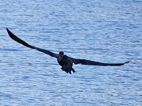 Double-crested Cormorant (Phalacrocorax auritus)