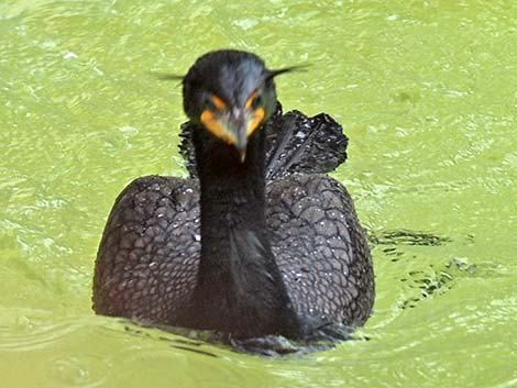 Double-crested Cormorant (Phalacrocorax auritus)