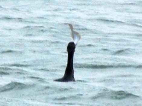 Double-crested Cormorant (Phalacrocorax auritus)