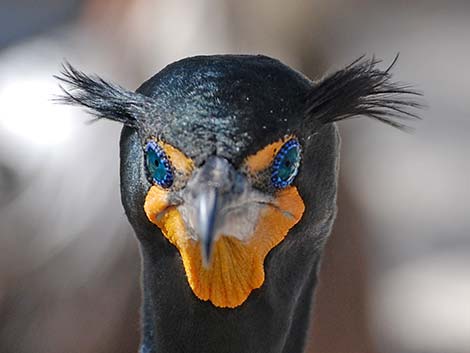 Double-crested Cormorant (Phalacrocorax auritus)