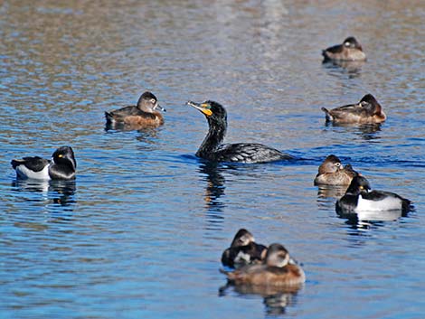 Double-crested Cormorant (Phalacrocorax auritus)