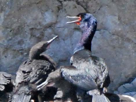 Pelagic Cormorant (Phalacrocorax pelagicus)