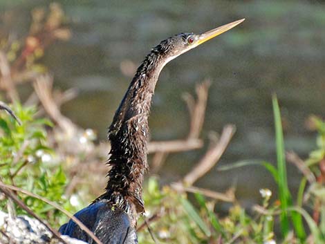 Anhinga (Anhinga anhinga)