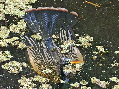 Anhinga (Anhinga anhinga)