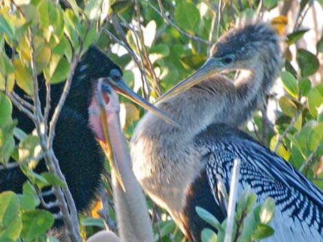 Anhinga (Anhinga anhinga)