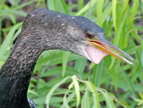 Anhinga (Anhinga anhinga)