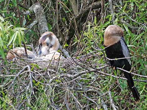 Anhinga (Anhinga anhinga)