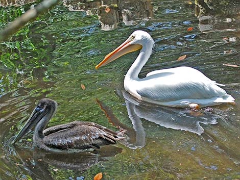 Atlantic Brown Pelican (Pelecanus occidentalis carolinensis)