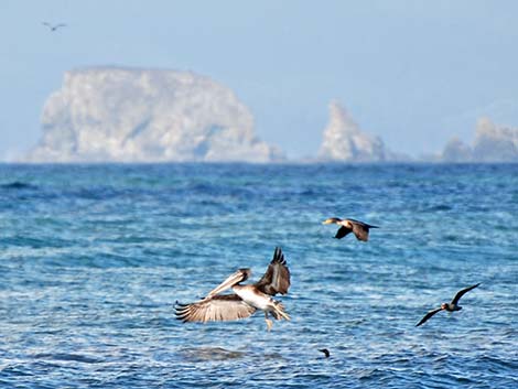 Brown Pelican (Pelecanus occidentalis)