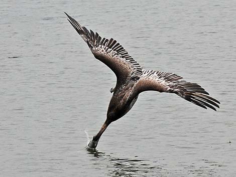 Brown Pelican (Pelecanus occidentalis)