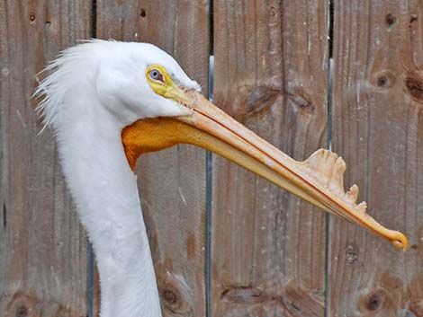 American White Pelican (Pelecanus erythrorhynchos)