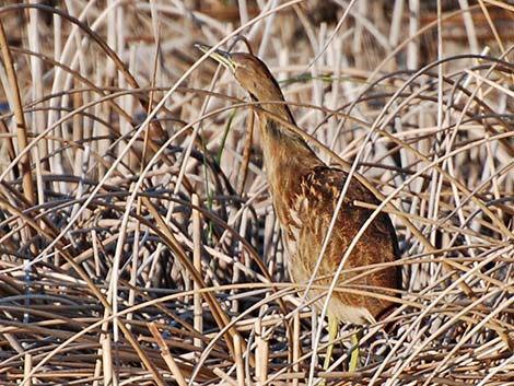 American Bittern (Botaurus lentiginosus)