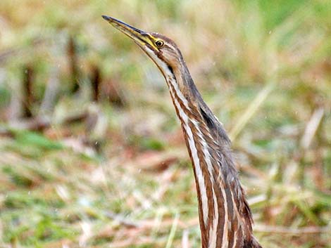 American Bittern (Botaurus lentiginosus)